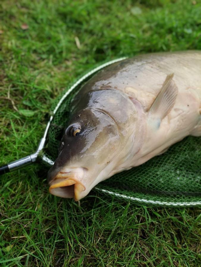 Deux Etangs Poissonneux Au Milieu Des Bois Avec Gite Moderne, La Halte Des Deux Lacs Rosée Zewnętrze zdjęcie
